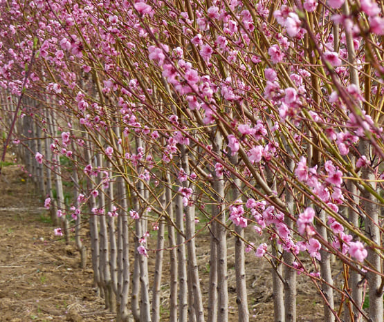 Baumschule Köhler GbR Baumschule Köhler GbR
